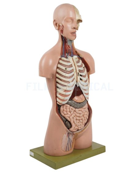 Upper Body section